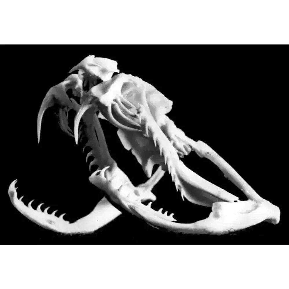 4 Puzzles!! Western Diamondback Rattlesnake Snake Skull FANGS SPECIMEN SK4C